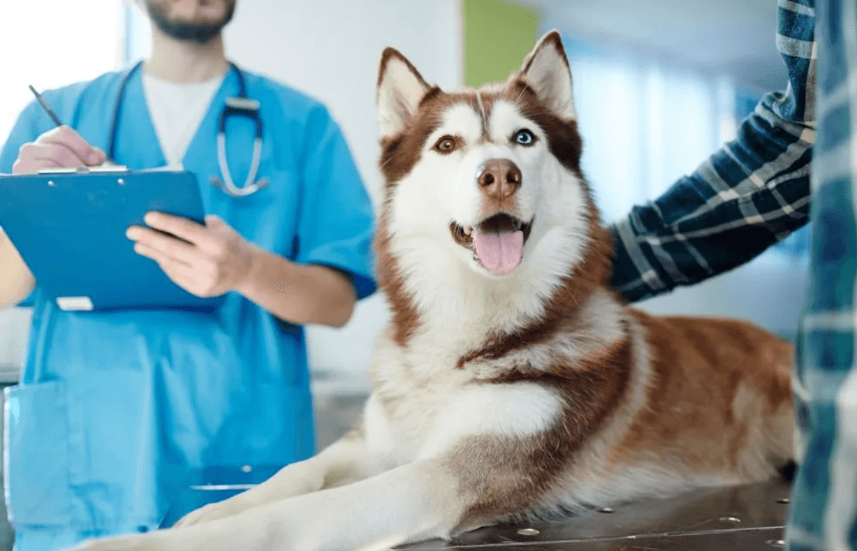 Comprehensive Veterinary Services for Pet Health and Wellness