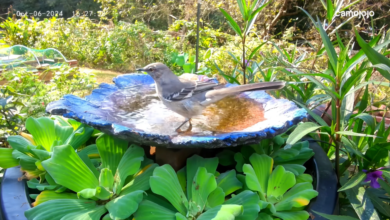 The Ultimate Guide to Solar Bird Bath Fountains