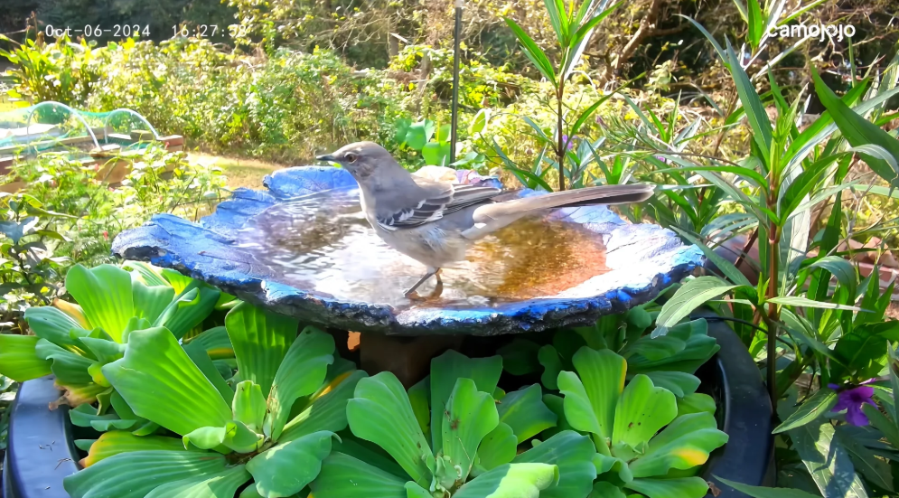 The Ultimate Guide to Solar Bird Bath Fountains