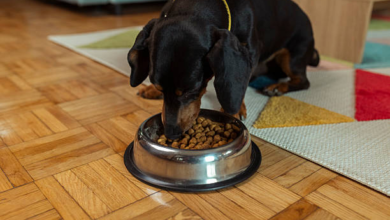 Elevate Mealtime with Durable, Modern Dog Bowls