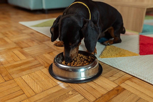 Elevate Mealtime with Durable, Modern Dog Bowls