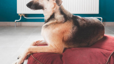 Durable Dog Bed Cover: The Ultimate Guide to Long-Lasting Comfort and Hygiene for Your Pet