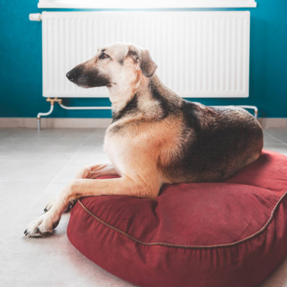 Durable Dog Bed Cover: The Ultimate Guide to Long-Lasting Comfort and Hygiene for Your Pet 