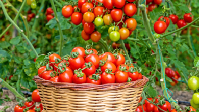 Achieving Healthy Tomato Crops Through Proper Soil Balance