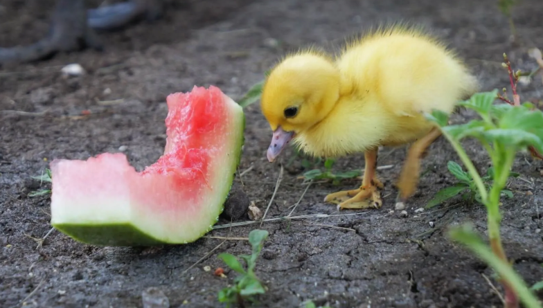 What to Look for When Choosing the Best Duckling Starter Feed