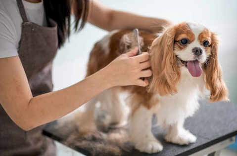 5 Important Grooming Services Every Dog Owner Should Know About Besides Bathing